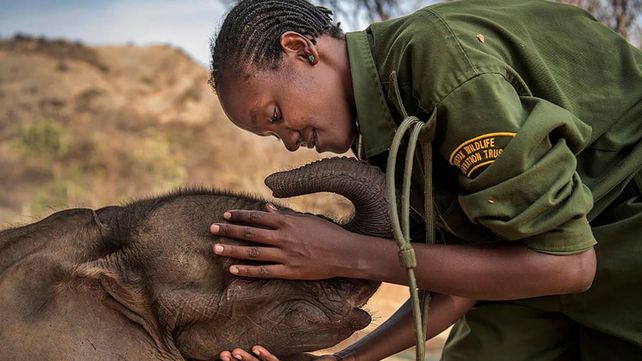 Imágenes ganadoras de los Premios Panda sobre vida salvaje