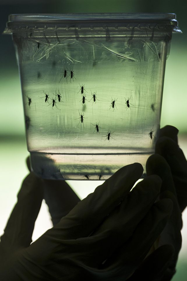 Preocupante. El mosquito transmisor del mal se esparce en el continente. (NA)