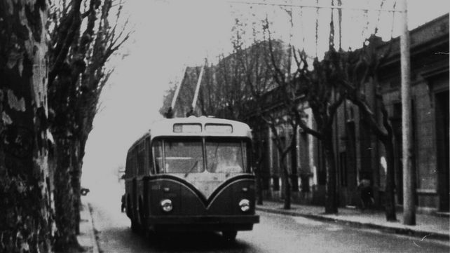 Los busólogos rosarinos cumplen 20 años: bichos raros y son varios
