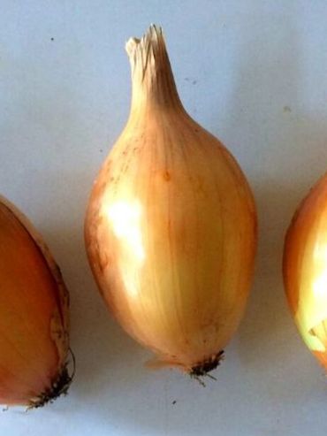 El Inta presentó una nueva variedad de cebolla de alto rendimiento
