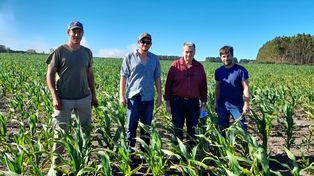 Tomás De Larminat (asesor), Benjamin O´dwyer (productor), Carlos Toledo (director de Agricultura de Entre Ríos) y Juan Orcellet (Inta) en un ensayo de potasio (K) en maíz en Entre Ríos, en un planteo con 0 kg de K/ha.