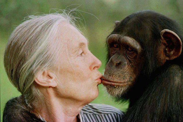 Murió la conservacionista e investigadora de chimpancés Jane Goodall