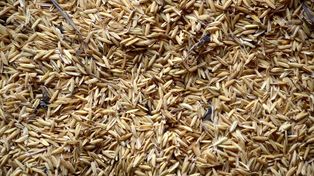 Desarrollan en Corrientes un carbón ecológico a partir de cascarilla de arroz