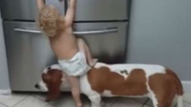 Furor por el video de un bebé que trepa sobre un perro para atacar la heladera