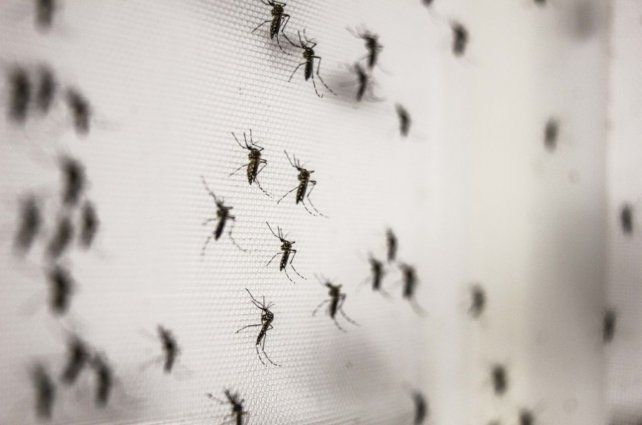 Mosquitada: los charqueros y los culex fastidian en estos días, pero no transmiten el dengue. 