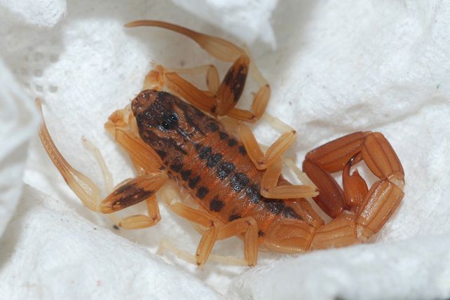 nn Estos invertebrados ponzoñosos provienen de zonas cálidas. Con el cambio climático