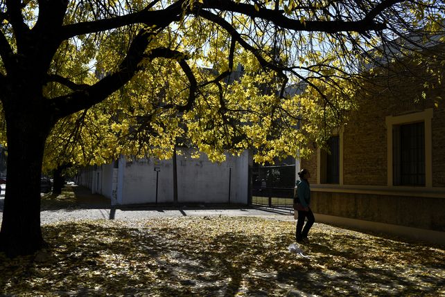 Quieren sumar árboles para una ciudad sustentable.
