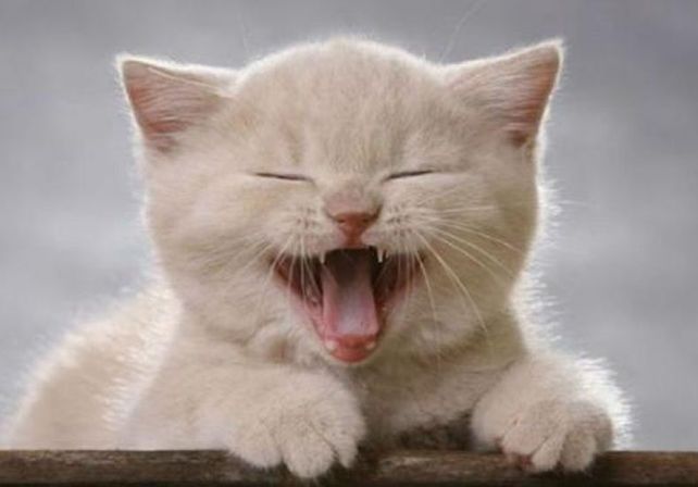 Cómo saber la edad del perro o el gato