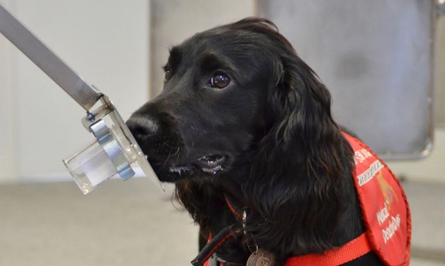 Utilizarán el olfato de perros para detectar pacientes con cáncer de próstata