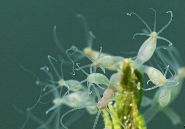 Los animales y plantas que pueden vivir eternamente