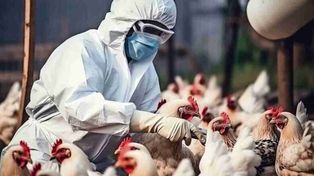 Gripe aviar: qué se sabe del brote en Uruguay y la declaración de emergencia