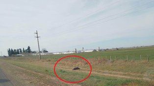 Viajeros que circulaban por la ruta nacional 12 en el tramo Hernández - Nogoyá dieron aviso a la Policía sobre la presencia de un cuerpo en la banquina