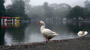 El tiempo en Rosario: el martes arranca con niebla y sigue con ráfagas y nubes