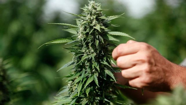 Santa Fe es la primera ciudad de la provincia en regular el acceso al cannabis medicinal