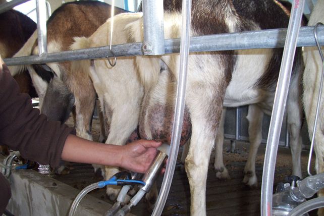 De enero a marzo, la producción de leche creció un 12,5 por ciento