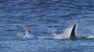 Un surfista repelió a trompadas el ataque de un tiburón durante una competencia
