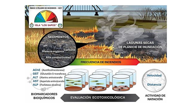 Cenizas en el Paraíso: cuáles son los riesgos para la fauna acuática de los humedales que sufrieron incendios