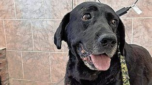 En 2018, 2022 y 2023 hubo resoluciones en la Justicia de Entre Ríos reconociendo a los animales no humanos como sujetos de derecho y víctimas del ilícito penal