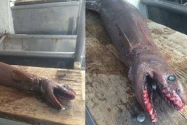 Descubren un ejemplar de tiburón anguila, una especie casi prehistórica