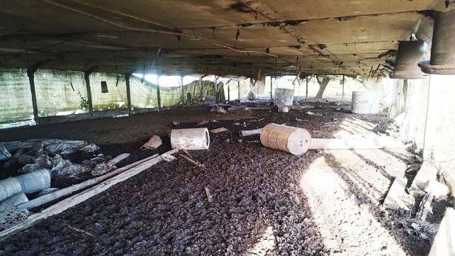 En la granja de San Justo encontraron pollos muertos; cascaras de huevos; 90 cerdos sueltos