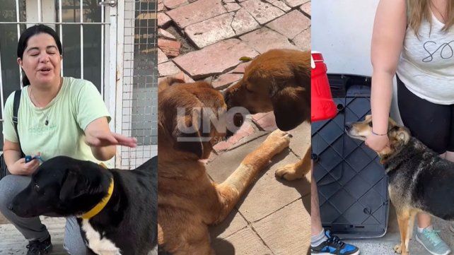 Estudiantes de Diseño de la UNL crearon un voluntariado para acompañar a perros rescatados