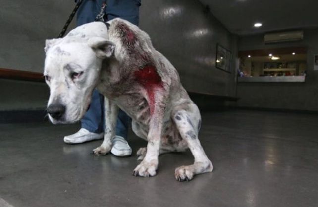 Roca llegó muy débil al Hospital de Animales.