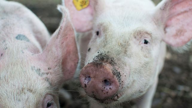 Especialistas aseguran que la salud humana y la animal están cada día más conectadas. OMS: hay más de 200 tipos zoonosis en el mundo.
