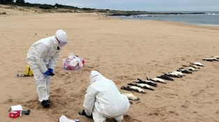Miles de pingüinos aparecieron muertos en el balneario uruguayo La Paloma