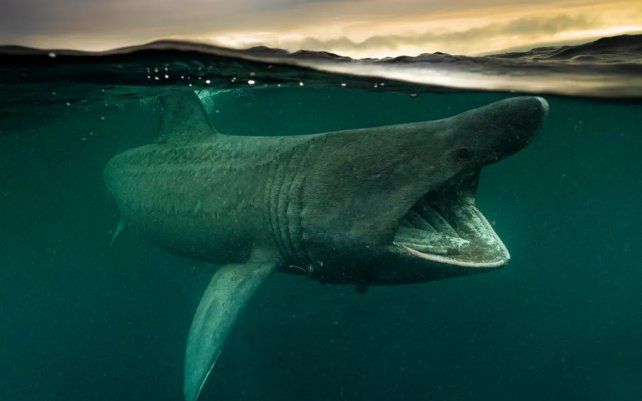 La Gran Migración de Mark Kirkland (Reino Unido), tiburón peregrino tomada en la isla de Coll, Inner Hebrides, Escocia.