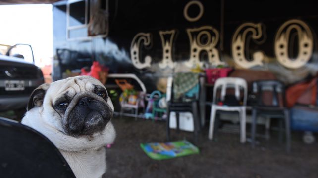 Magia en pausa: la vida de un circo varado por la pandemia