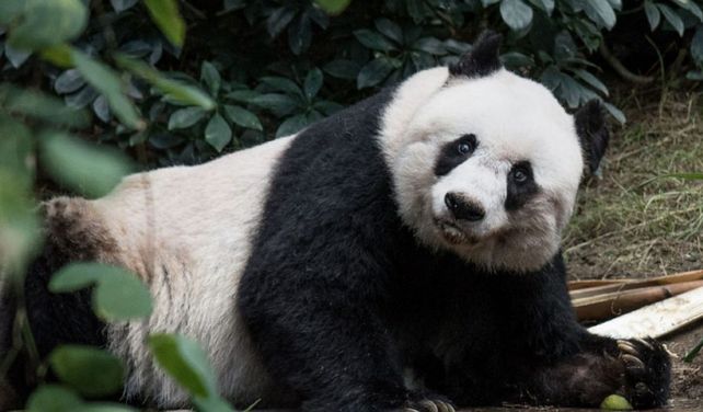 Murió el oso panda en cautiverio más longevo del mundo