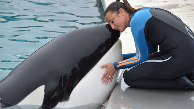 La orca célebre del oceanario murió este domingo