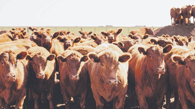 Los últimos años fueron muy buenos en términos de precios para el productor y para la industria exportadora.