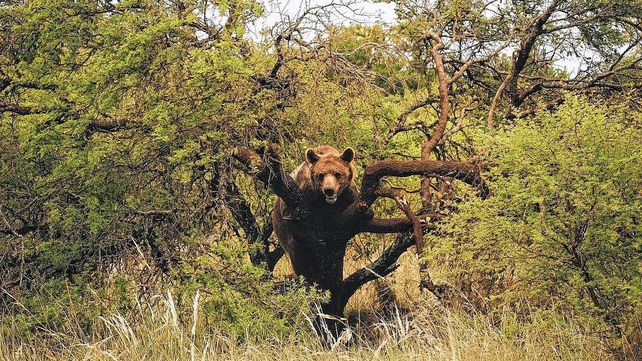 Así está hoy Kenai, el oso pardo que vive en Entre Ríos