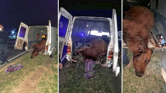San Cristóbal: llevaba un vacuno muerto en la camioneta y lo había matado de un hachazo