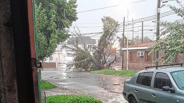 Un árbol cayó en la zona de Coronel Caminos y Casiano Calderón en Paraná.