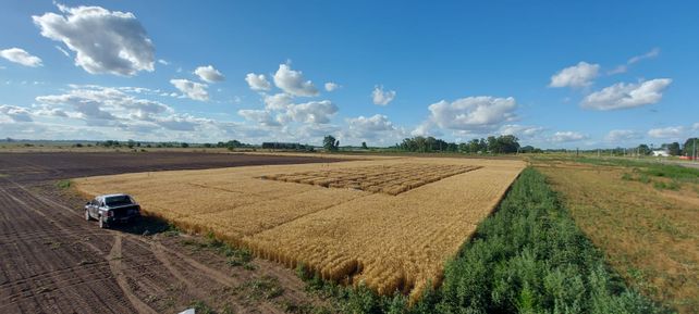 Más producción. El resultado de la década es una agricultura más diversificada y con mayor peso de los cereales y de los esquemas de doble cultivo.