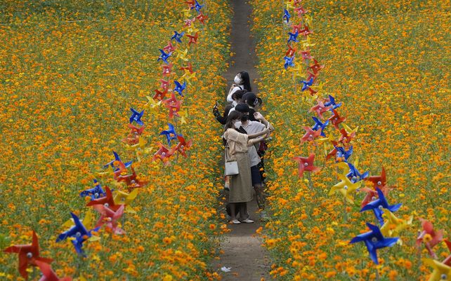 Un grupo de turistas se toman fotografías en medio de las flores del cosmos en el Parque Olímpico en Seúl, Corea del Sur, el jueves 23 de septiembre de 202.