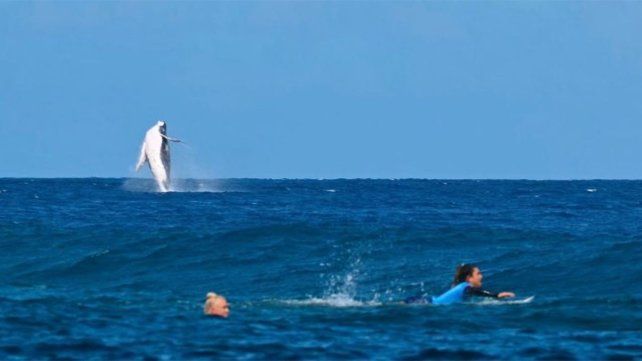Una ballena sorprendió al mundo con su aparición durante la competencia de surf de los Juegos Olímpicos.