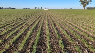 Garbanzo y otras legumbres: desafíos, expectativas y la importancia de la inoculación