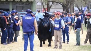 Llega la Semana Angus con el estreno de su nuevo centro de remates y exposiciones
