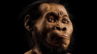 Hallan en una cueva huesos de un nuevo antepasado de la especie humana