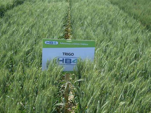 El trigo HB4 tolerante a la sequía.