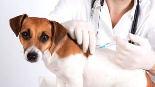  Rusia aprobó la primera vacuna contra el coronavirus para animales
