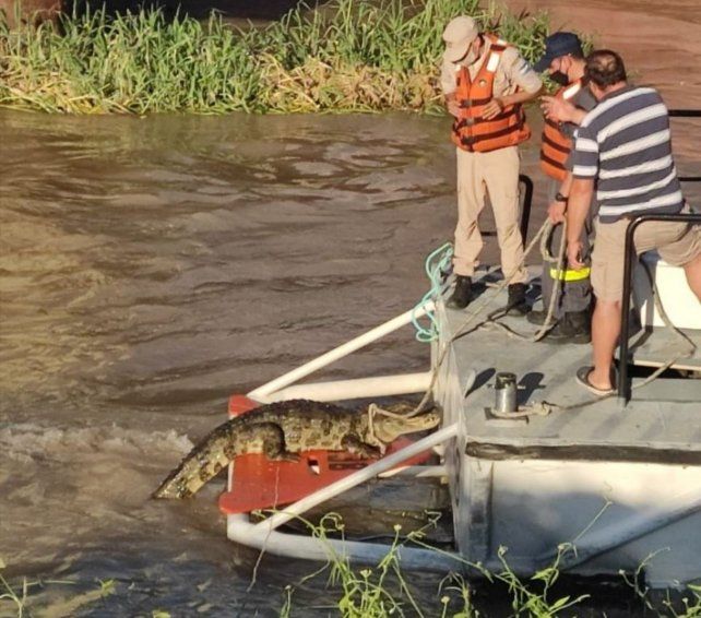 El yacaré de aproximadamente dos metros fue rescatado por Prefectura en el Club de Velas.