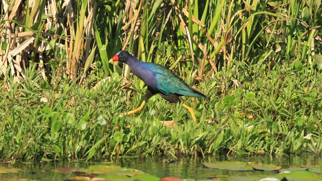 Ejemplar de pollona azul.