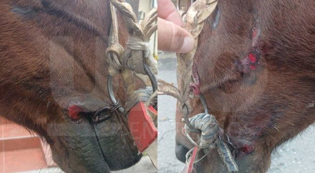 Proteccionistas de Paraná rescataron una yegua que era utilizada para tirar un carro. El animal apenas podía caminar por las heridas