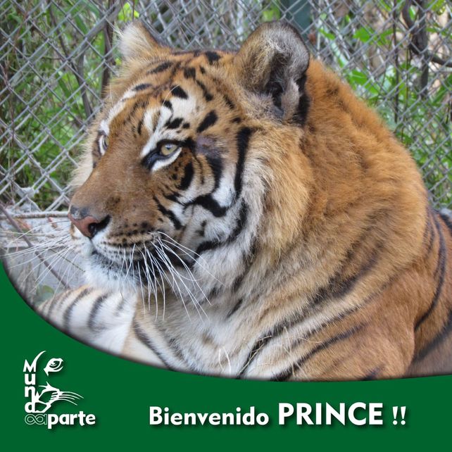 Una leona africana y un tigre de bengala fueron alojados en una ONG rosarina