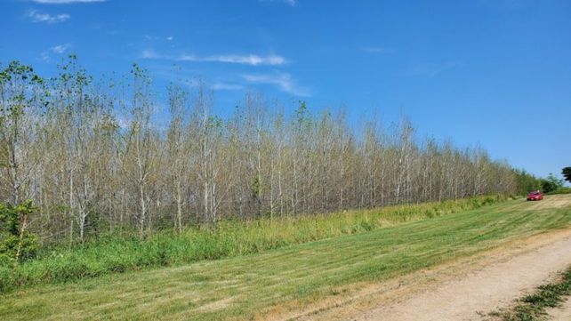 La polilla invasora ocupa estos bosques durante la primavera