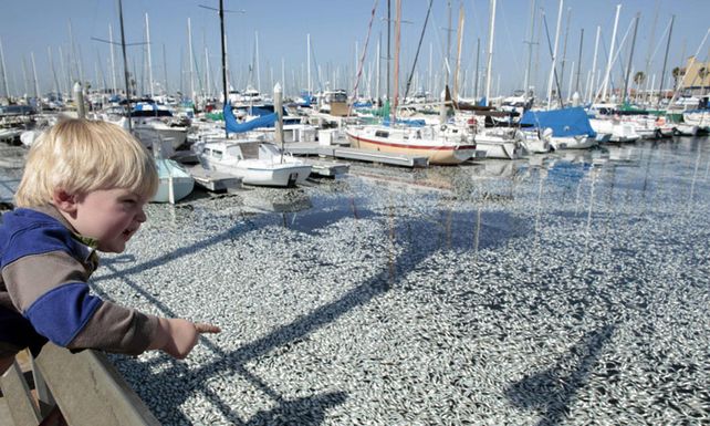 Millones de peces aparecieron muertos en los muelles del sur de California